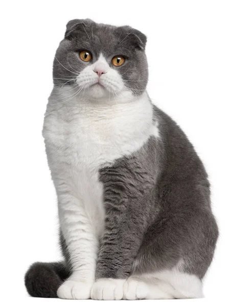 แมวพับสก๊อต อายุ 1 ขวบ หน้าพื้นหลังสีขาว — ภาพถ่ายสต็อก