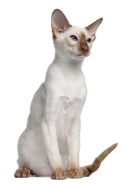 5 个月大，在白色背景前的暹罗猫小猫崽 — 图库照片
