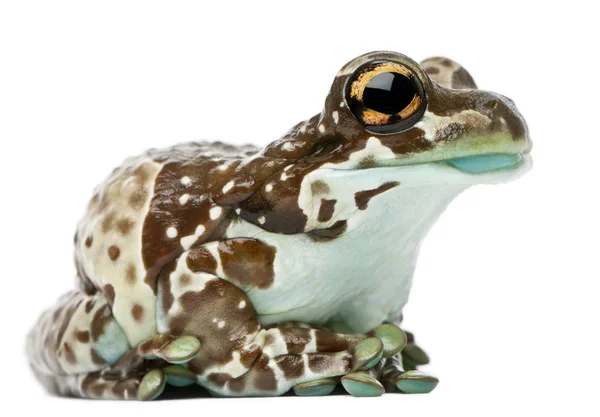 Amazon Milk Frog, Trachycephalus resinifictrix, delante de whit —  Fotos de Stock