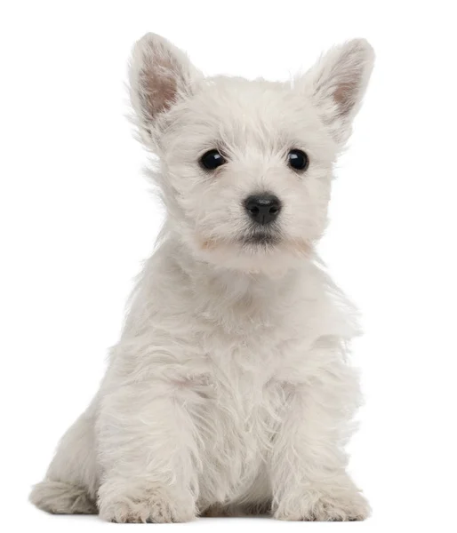 West Highland Terrier cachorro, 7 semanas de edad, delante de fondo blanco —  Fotos de Stock