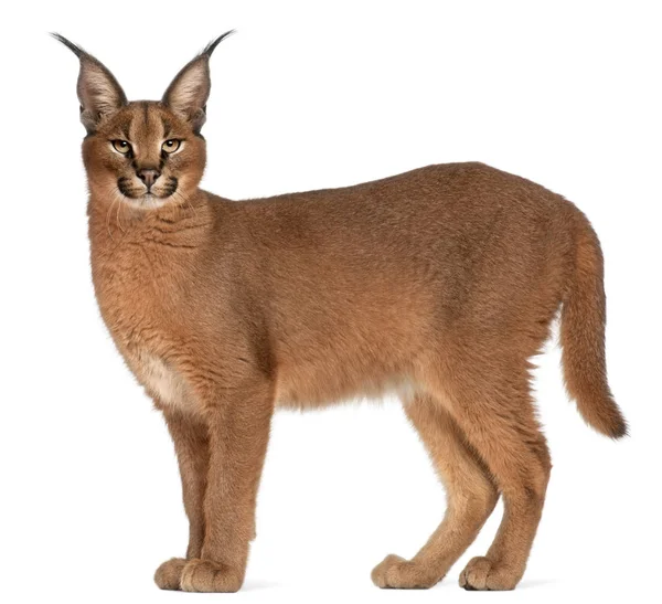 Caracal, Caracal caracal, 6 μηνών, μπροστά από το λευκό έκφραση — Φωτογραφία Αρχείου