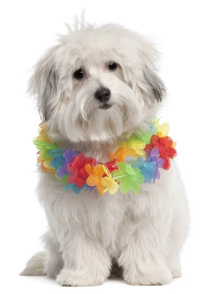 Mixed-breed dog, 10 months old, wearing Hawaiian lei in front of white background — Stock Photo, Image