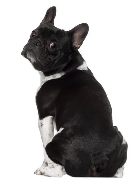 French bulldog, 5 years old, sitting in front of white backgroun — Stock Photo, Image