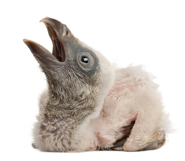 Gänsegeier, gyps fulvus, 4 Tage alt, vor weißem Rücken — Stockfoto