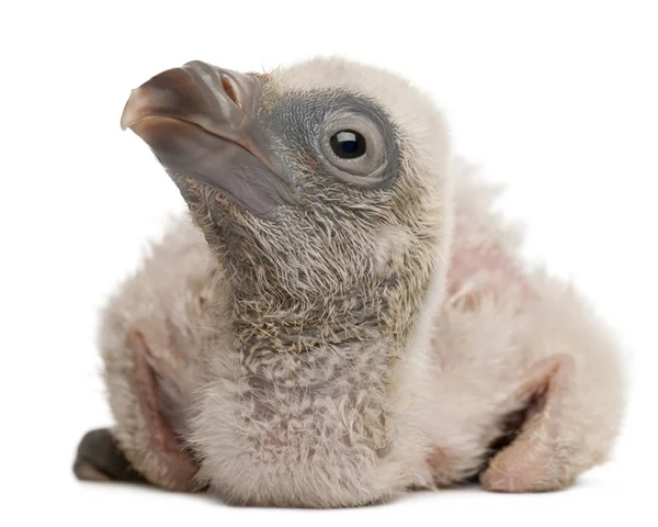 Griffon Vulture, Gyps fulvus, 4 days old, in front of white back — Stock Photo, Image