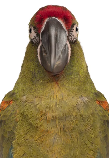 Close-up of Red-fronted Macaw, Ara rubrogenys, 6 months old, in — Stock Photo, Image