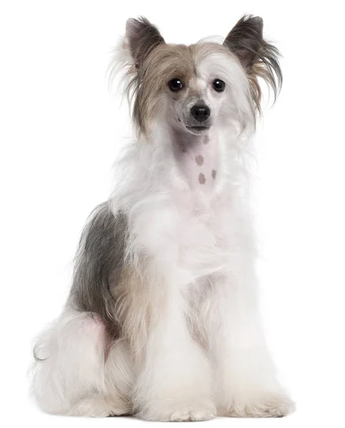 Chien chinois à crête, 2 ans, assis devant un fond blanc — Photo