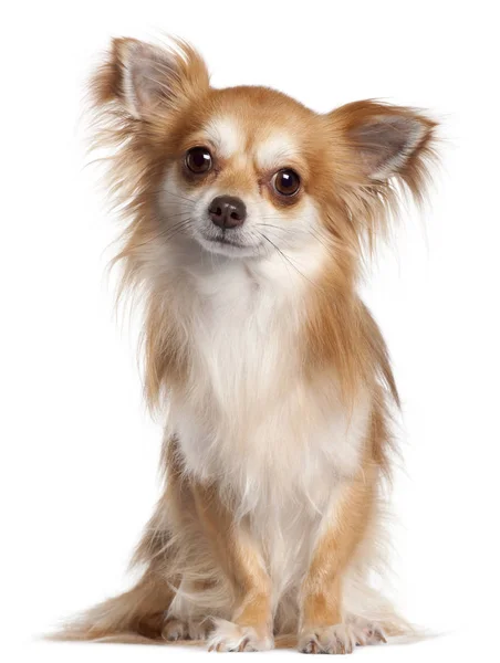 Chihuahua, 2 jaar oud, zitten in de voorkant van witte achtergrond — Stockfoto