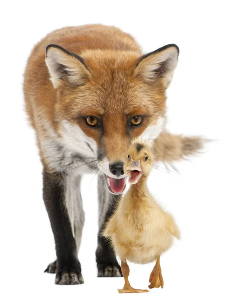 Red fox, vulpes vulpes, 4 jaar oud, spelen met een binnenlandse eendje voor witte achtergrond — Stockfoto