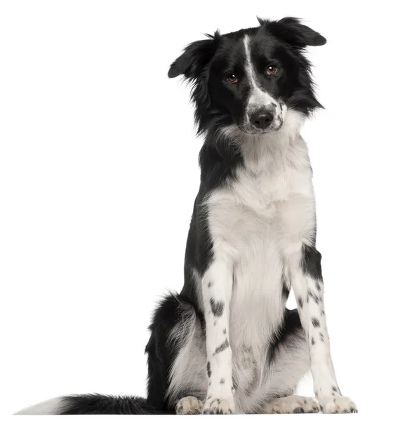 Border Collie, 8 months old, sitting in front of white background — Stock Photo, Image