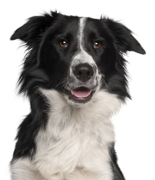 Close-up van de Border Collie, 8 maanden oud, voor witte achtergrond — Stockfoto