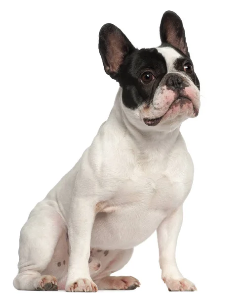 Bulldog francês, 1 ano, sentado na frente do fundo branco — Fotografia de Stock
