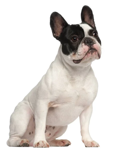 French Bulldog, 1 year old, sitting in front of white background — Stock Photo, Image