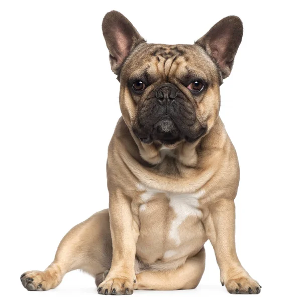 Francês Bulldog, 18 meses, sentado em frente ao fundo branco — Fotografia de Stock