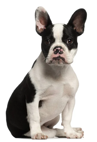 French Bulldog puppy, 6 months old, sitting in front of white background — Stock Photo, Image