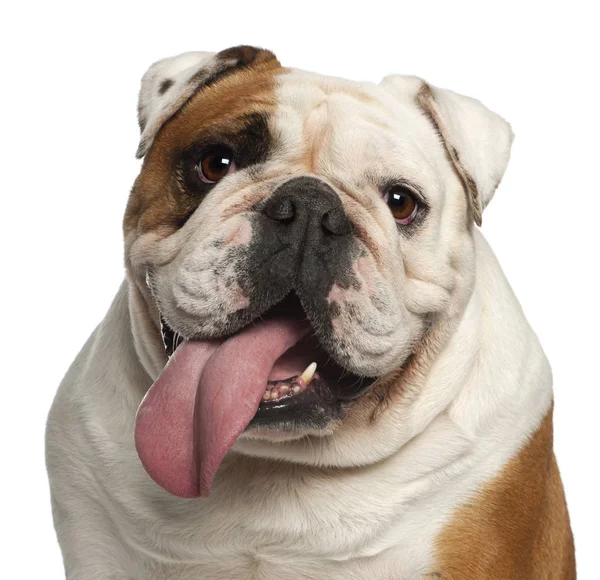 Gros plan de Bulldog anglais, 5 ans, devant fond blanc — Photo