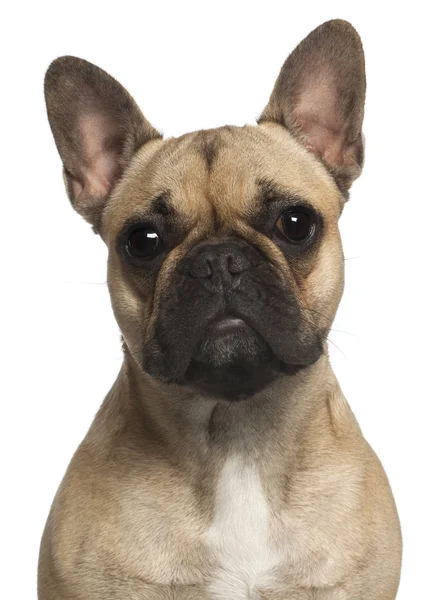 Close-up van Franse Bulldog, 1 jaar oud, voor witte achtergrond — Stockfoto