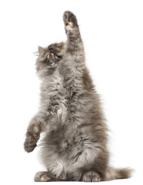 Persian kitten, 3 months old, reaching up in front of white background — Stock Photo, Image