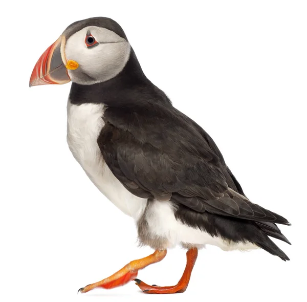 Puffin Atlântico ou Puffin Comum, Fratercula arctica, em frente ao fundo branco — Fotografia de Stock