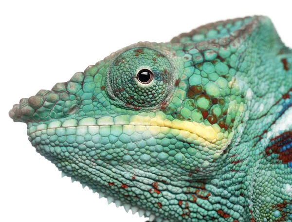 Close-up of Panther Chameleon Nosy Be, Furcifer pardalis, in front of white background — Stock Photo, Image