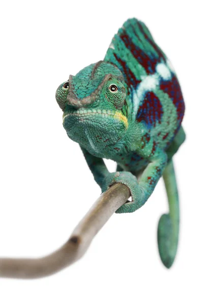 Panterkameleon nieuwsgierige worden, furcifer pardalis, voor witte achtergrond — Stockfoto