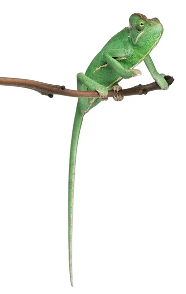 Camaleão de véu jovem, Chamaeleo calyptratus, em frente ao fundo branco — Fotografia de Stock