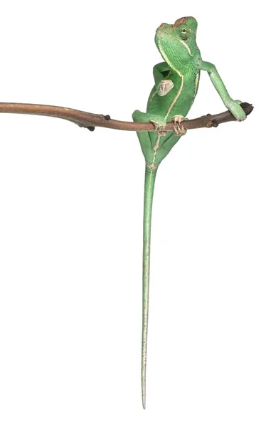 Camaleón joven velado, Chamaeleo calyptratus, delante de fondo blanco — Foto de Stock