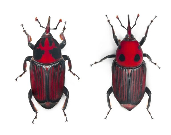 Male and Female Red palm weevil, Rhynchophorus ferrugineus, 3 weeks old, in front of white background