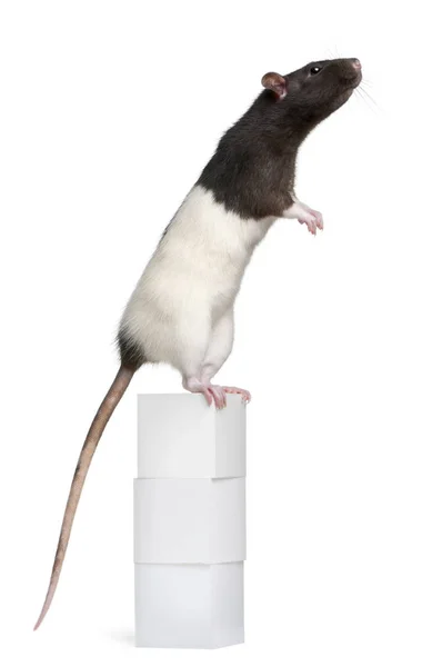 Fancy Rat, 1 year old, standing on box in front of white background — Stock Photo, Image