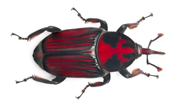 Male Red palm weevil, Rhynchophorus ferrugineus, 3 weeks old, in front of white background