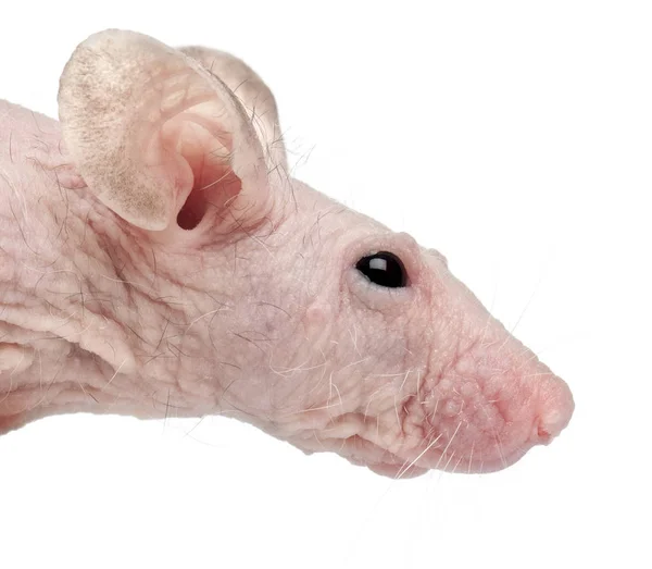 Haarlose Hausmaus, muskulus musculus, 3 Monate alt, vor weißem Hintergrund — Stockfoto