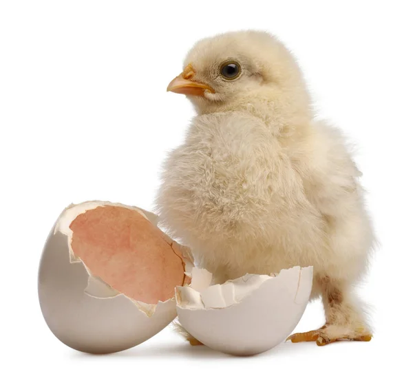 Chick of Pekin, a breed of bantam chicken, Gallus gallus domesticus, 2 days old, standing next to its own egg, in front of white background — Stock Photo, Image