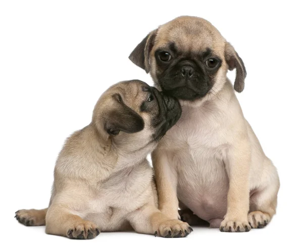 Two Pug puppies, 8 weeks old, in front of white background — Stock Photo, Image