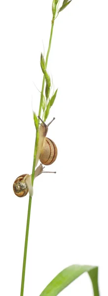 Caracoles de jardín, Helix aspersa, tallo de escalada en frente de fondo blanco —  Fotos de Stock