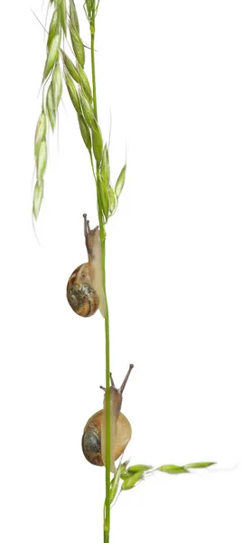 Two White Garden Snails or Mediterranean snail, Theba pisana, in front of white background — Stock Photo, Image