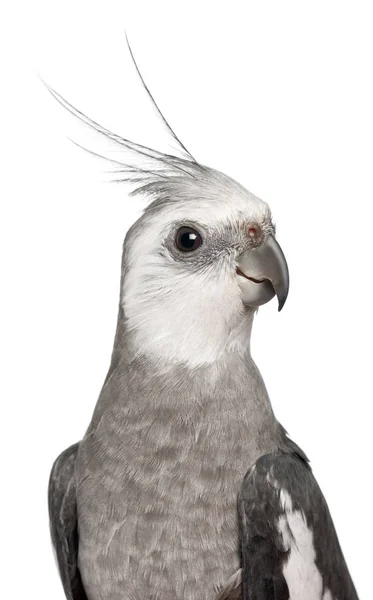 Cockatiel maschio, Nymphicus hollandicus, davanti allo sfondo bianco — Foto Stock