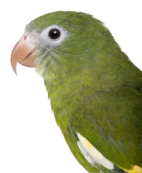 Close-up of White-winged Parakeet, Brotogeris versicolurus, 5 years old, in front of white background — Stock Photo, Image