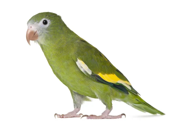 Perico de alas blancas, Brotogeris versicolurus, 5 años, frente al fondo blanco — Foto de Stock