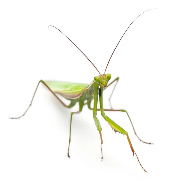 Kvinnliga Europeiska mantis eller praying mantis, mantis religiosa, framför vit bakgrund — Stockfoto