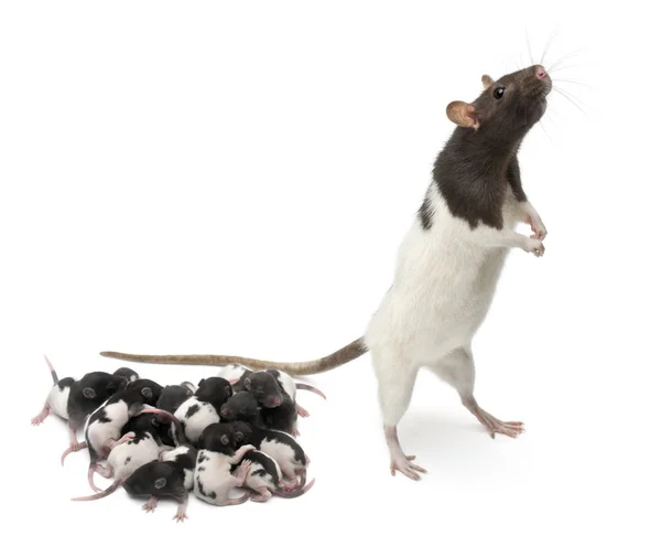 Rata de lujo junto a sus bebés y mirando hacia otro lado frente a fondo blanco — Foto de Stock