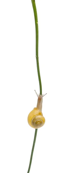 Caracol-do-bosque ou caracol-de-lábios-castanhos, Cepaea nemoralis, sem ligaduras escuras à frente do fundo branco — Fotografia de Stock