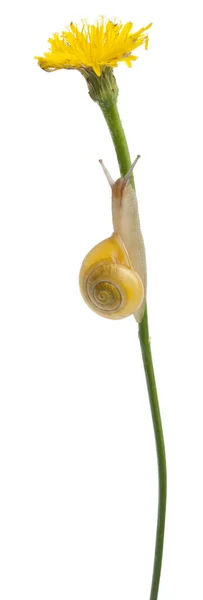 Grove snail or Brown-lipped snail, Cepaea nemoralis, without dark bandings in front of white background — Stock Photo, Image