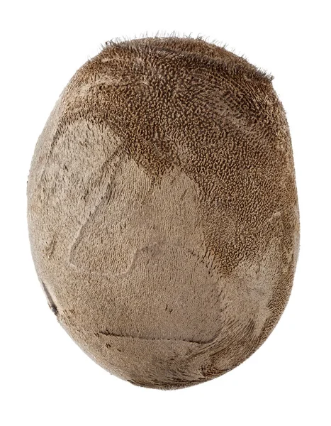 Egg of Stick Bug- Haaniella dehaanii — Stock Photo, Image