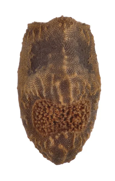 Œuf d'un insecte bâton - Acanthomenexenus polyacanthus — Photo