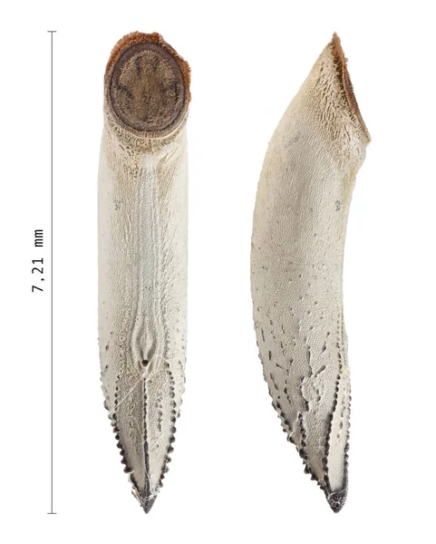 測定 - Necroscia annulipes とナナフシの卵 — ストック写真