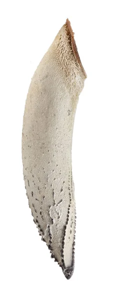 Vejce pakobylka - Necroscia annulipes — Stock fotografie