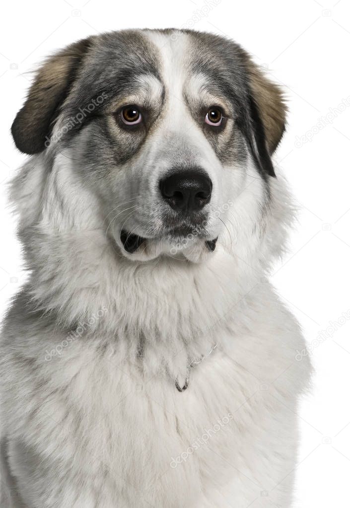 Pyrenean Mountain Dog, known as the Great Pyrenees, 8 months old, sitting in front of white background