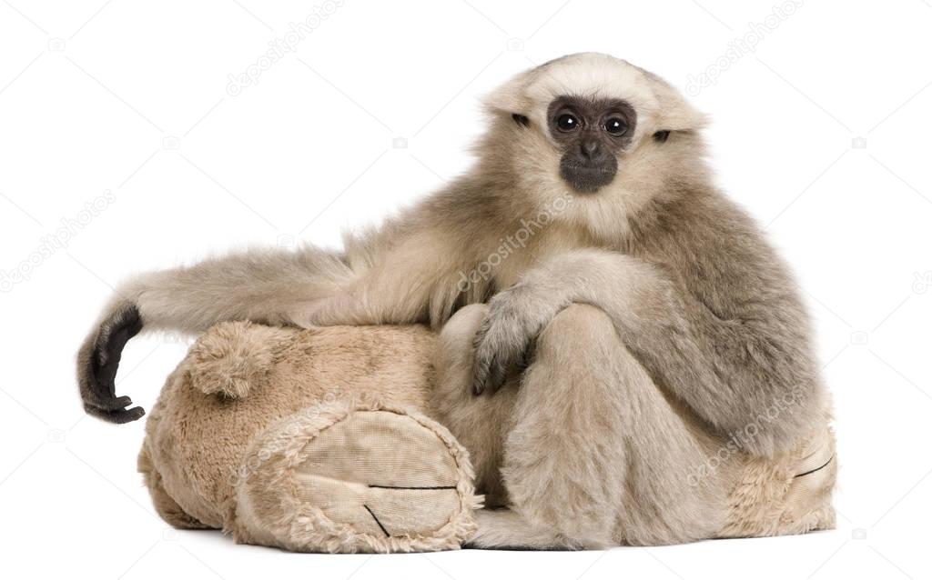 Young Pileated Gibbon, Hylobates Pileatus, 1 year old, sitting with teddy bear in front of white background