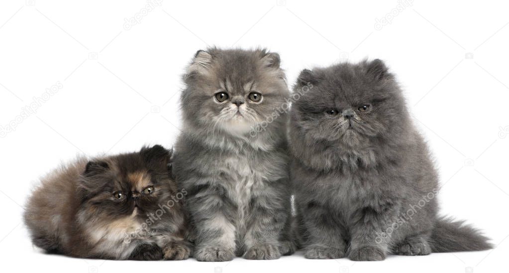 Persian kittens, 2 months old, sitting in front of white backgro