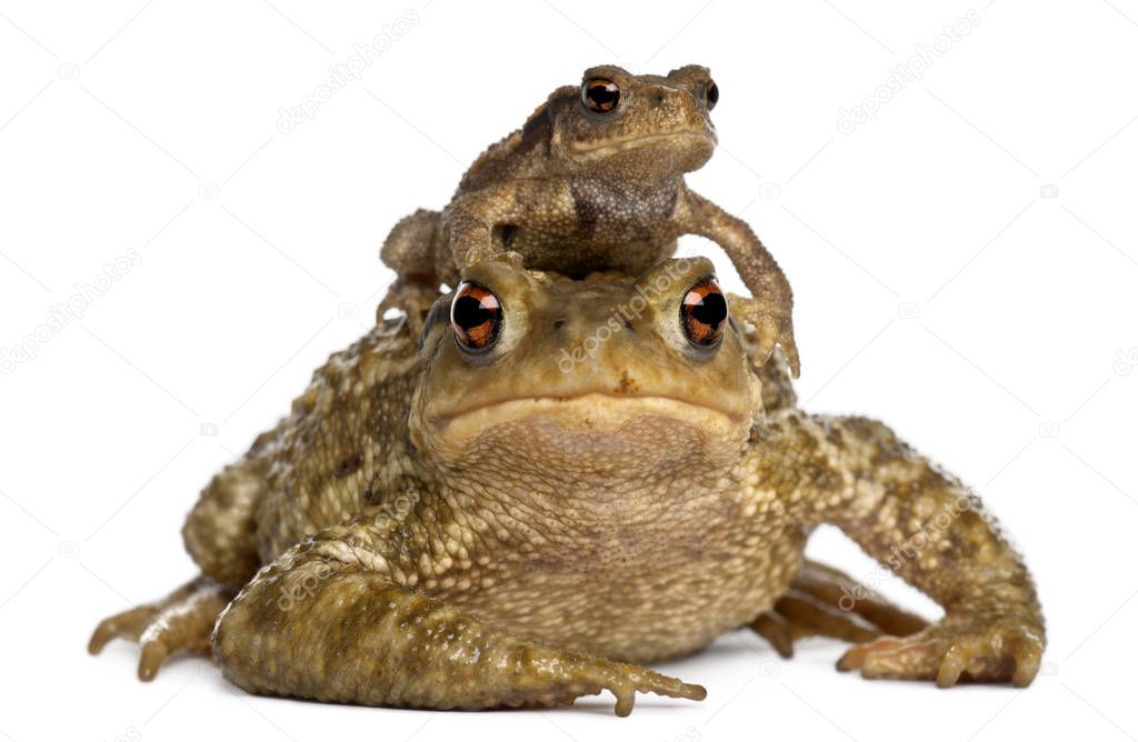 Mother Common toad and her baby, bufo bufo, in front of white ba